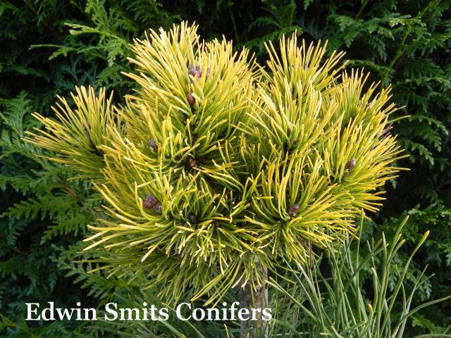 Pinus mugo 'Mops Gold'